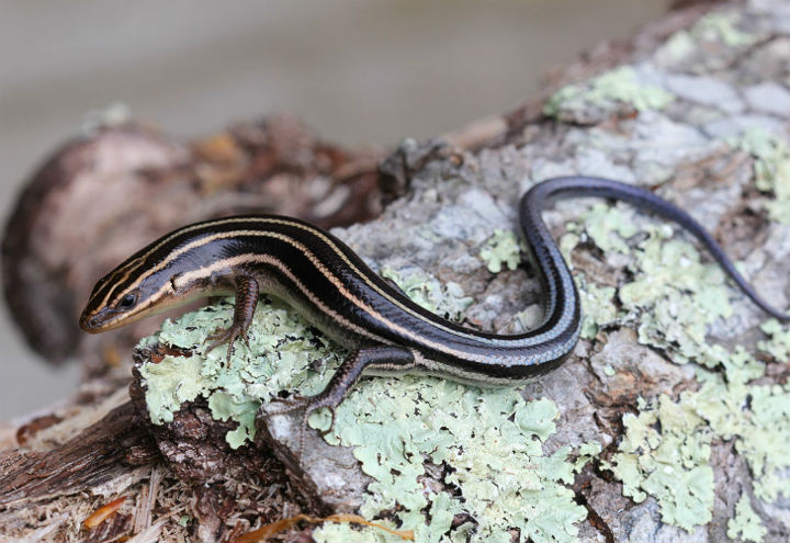 Five-lined Skink